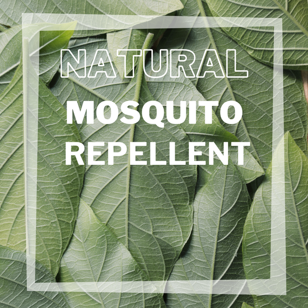 How to Make Natural Mosquito Repellent